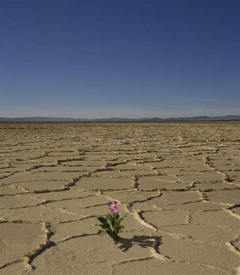 1100 Desert Flower Free Stock Photos Stockfreeimages