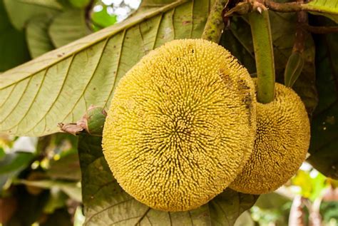 Marang: A Pungent But Delicious Tropical Fruit