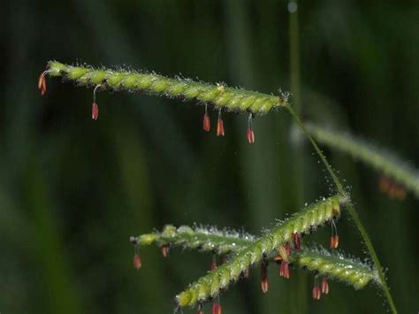 Poaceae Bis Rubiaceae Fotoreiseberichte De