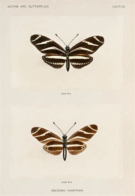 Zebra Longwing Butterfly Life Cycle