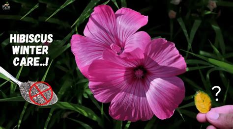 How To Care The Hibiscus Plant In Winter Days Pure Greeny