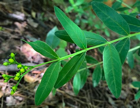 Petiolate Leaf