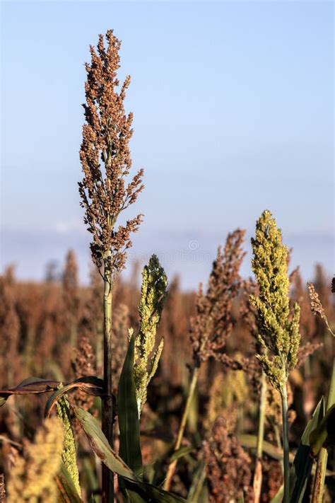 Mature Sorghum Field Stock Photo Image Of Field Countryside