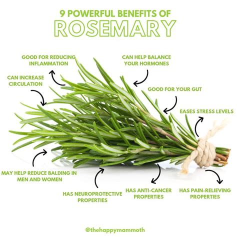 The Amazing Benefits of Rosemary