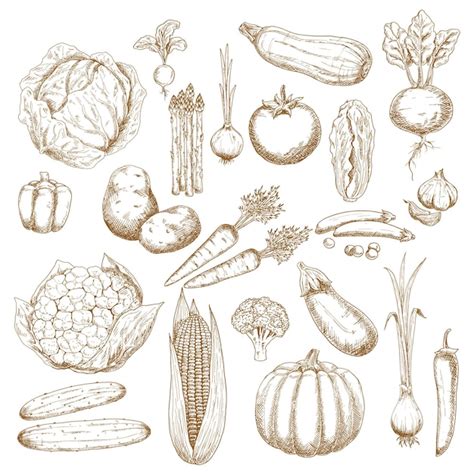 Premium Vector Vegetables Sketch Icons For Agriculture Usage