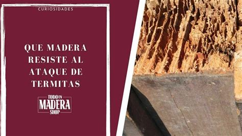 Curiosidades Datos Breves E Interesantes Sobre La Madera