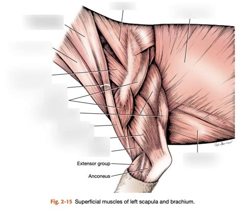 Extrinsic/Intrinsic Superficial Muscles of the Thoracic Limb in Dog ...