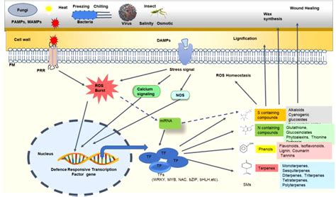 Frontiers Regulation Of The Regulators Transcription Factors