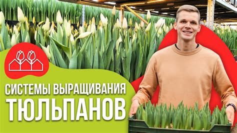 Выгонка тюльпанов на ярусах: плюсы и минусы. - YouTube