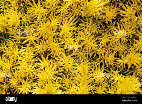 Creeping Sedum Hi Res Stock Photography And Images Alamy