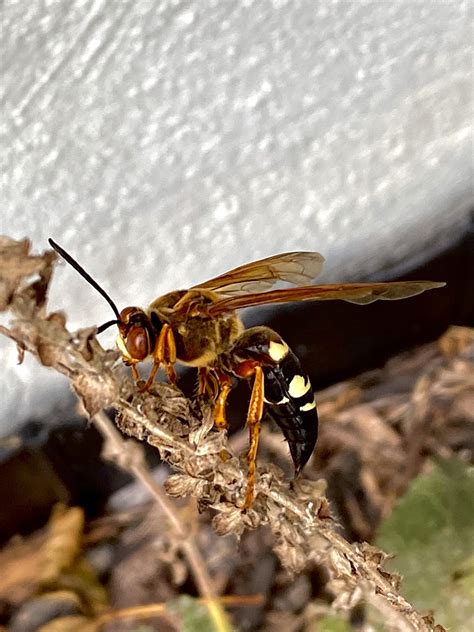 Cicada killer hornet? : r/whatsthisbug