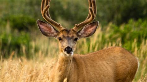 Understanding the Behavior of the Mule Deer - animallifehub.com