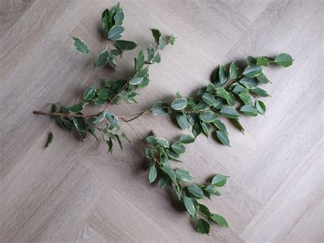 Ficus Benjamina Stekken • Mijnplant