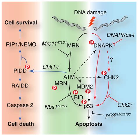 Atm Controls Cellular Survival In Response To Dna Damage Through