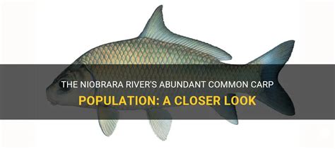 The Niobrara River's Abundant Common Carp Population: A Closer Look | PetShun