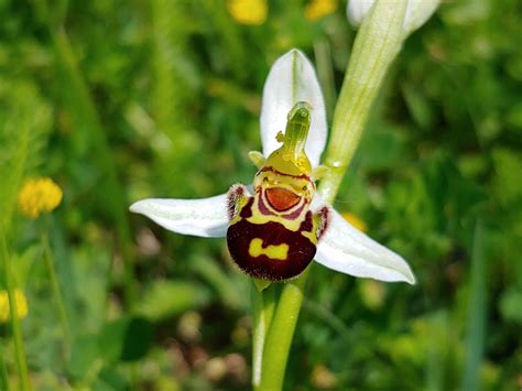 L Evoluzione Delle Specie Botaniche Harpo Verdepensile