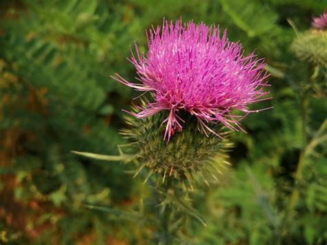 Premium Photo Close Up Of Purple Thistle Flower In Field
