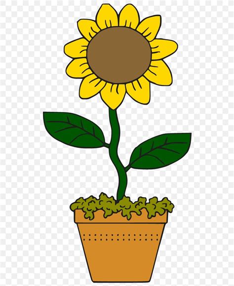 Common Sunflower Cartoon Drawing Clip Art, PNG, 544x1005px, Common ...