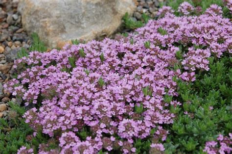 Thyme Purple Creeping new | HERBS | PREMIER SEEDS DIRECT LTD