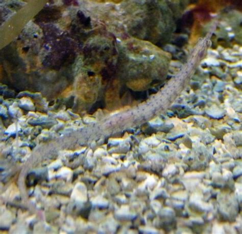 Corythoichthys Haematopterus 1 12 7 16 Birch Aquarium Flickr