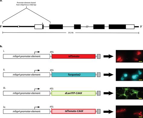 mfap4 transgene design. a. Schematic of the mfap4 promoter sequence ...