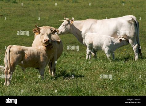 Feeding Calves Hi Res Stock Photography And Images Alamy