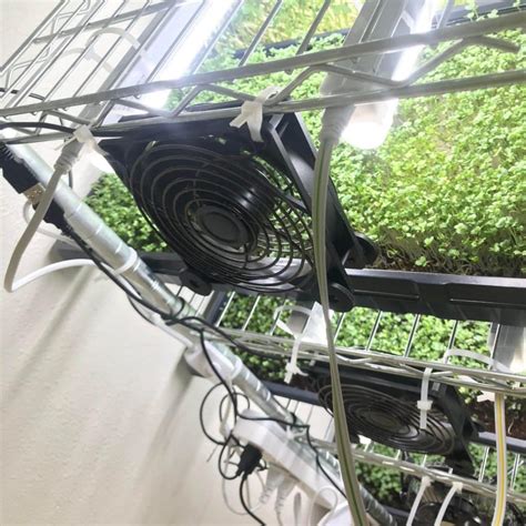 Diy Microgreens Setup Vertical Farming At Home Plants Note