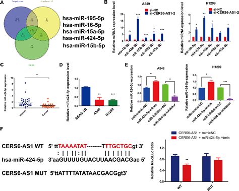 Figure 4 From LncRNA CERS6 AS1 Upregulates The Expression Of ANLN By