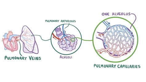 Pulmonary Capillaries And Alveoli