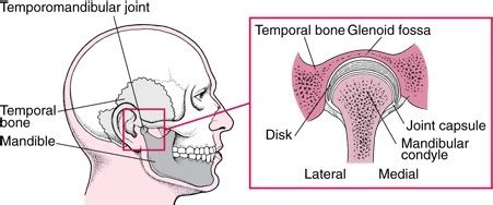 Anatomy of Maxillae Flashcards | Quizlet