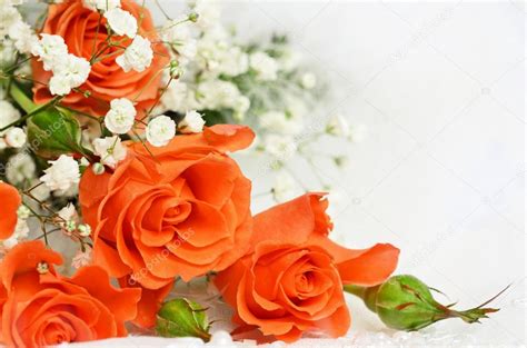 Orange And White Roses