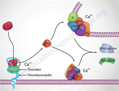 Factor V Leiden Thrombophilia - The Medical Biochemistry Page