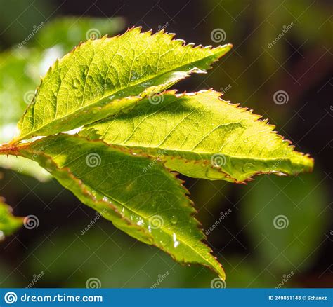 Gotas De Lluvia En Una Hoja Verde De Una Planta Foto De Archivo