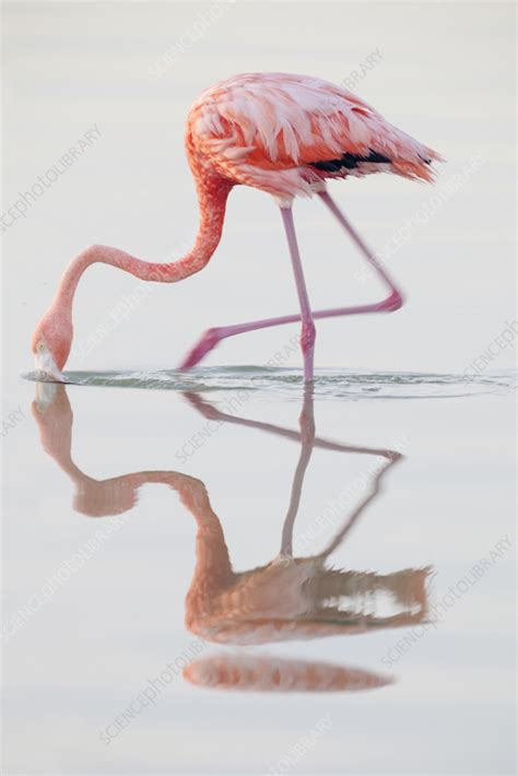 Caribbean flamingo feeding - Stock Image - C057/9638 - Science Photo ...