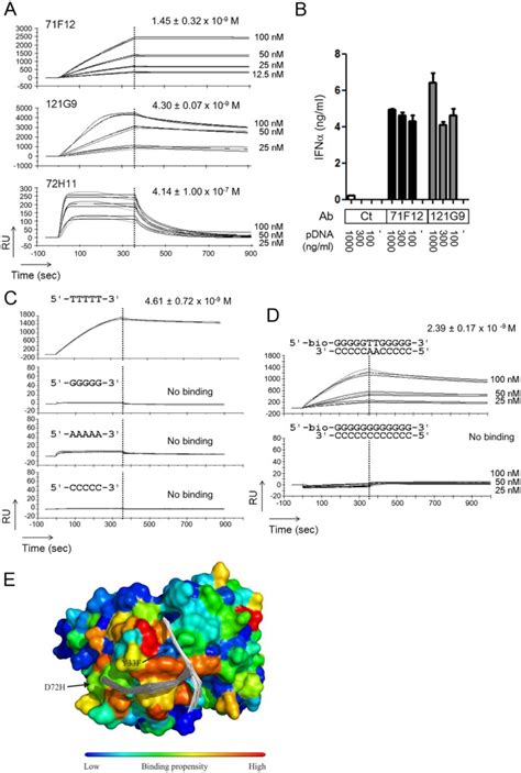 Clonal Evolution And Antigen Recognition Of Anti Nuclear Antibodies In