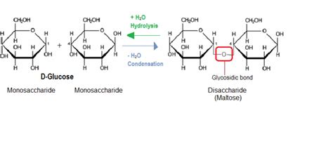 The glycosidic bond formation does not