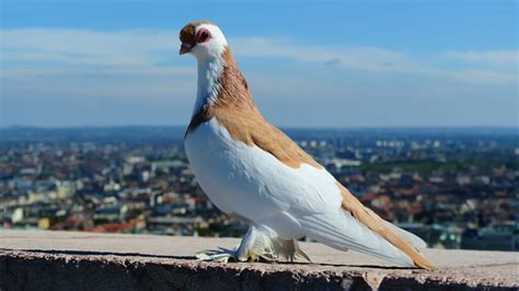 Pigeon With Feathered Feet Why Do Some Pigeons Have Feathers On Their