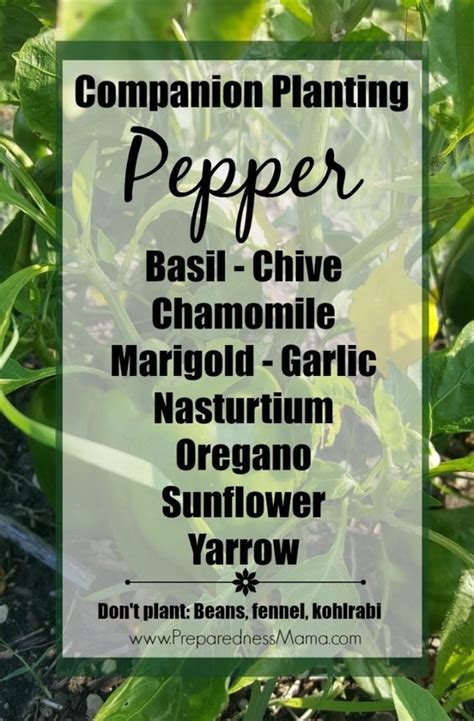 Companion Planting Basics Preparednessmama Horta