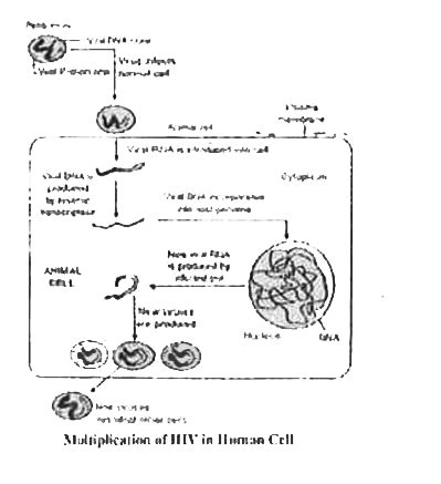 Hiv Life Cycle Diagram