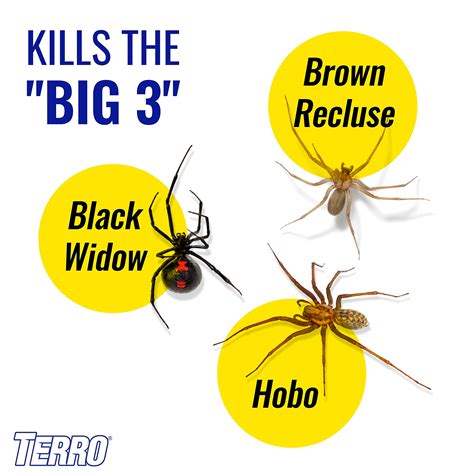 Buy Terro T2302 6 Spider Killer Spray For Indoors And Outdoors Kills Spiders Ants Roaches