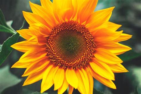 50 Imágenes de Flores Bonitas 2021