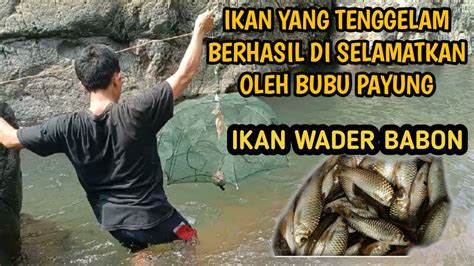 Cara Memasang Perangkap Ikan Bubu Payung Di Sungai Jhoehasan Youtube