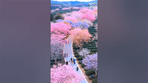 Beautiful Cherry Blossoms At Pingba Farm Guizhou China Youtube