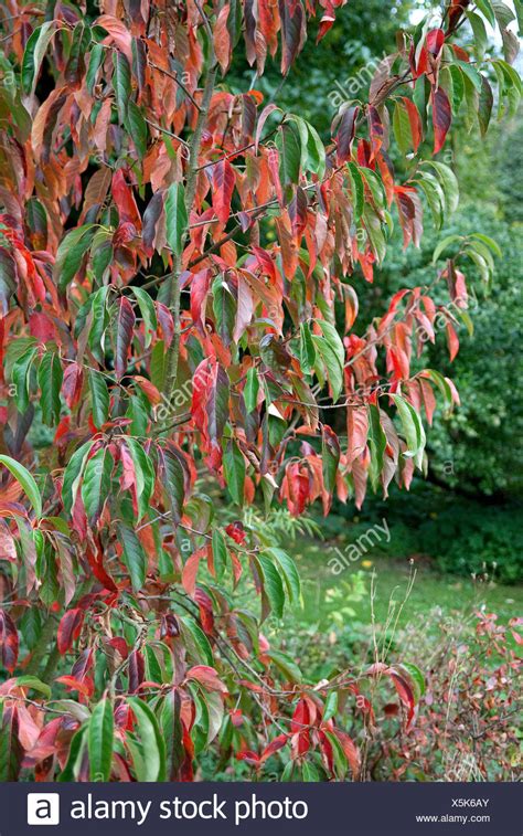 Tupelo Tree Stock Photos And Tupelo Tree Stock Images Alamy