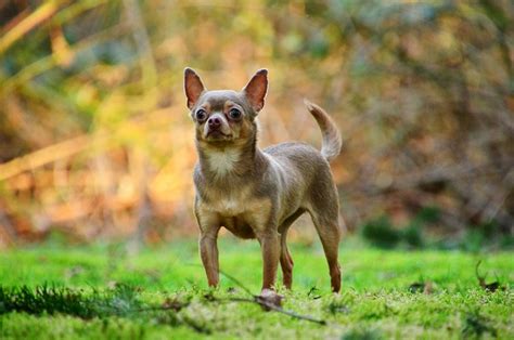 Puppy Dog Chuwawa - Free photo on Pixabay - Pixabay
