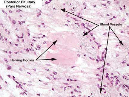 Anterior Vs Posterior Pituitary Microscope