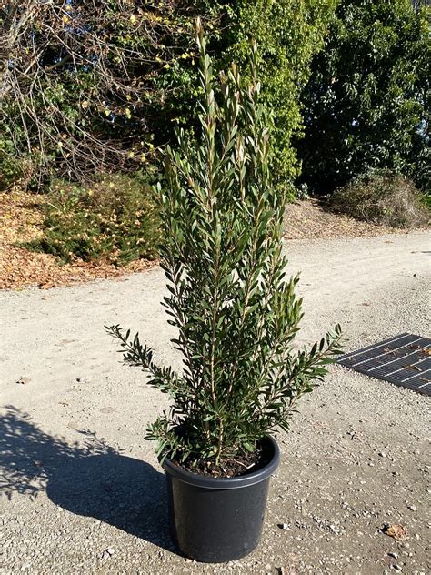 Callistemon Spp Sweet Burst Pbr 33cm Pot 90cm High Warners