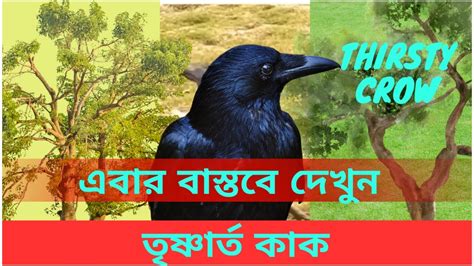 তৃষ্ণার্ত কাকের বাস্তব গল্প ‖ তৃষ্ণার্ত কাক এবার বাস্তবে ‖ কাক ও কলসি