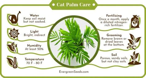 Cat Palm Care at Home: The Ultimate Guide for Beginners - Evergreen Seeds