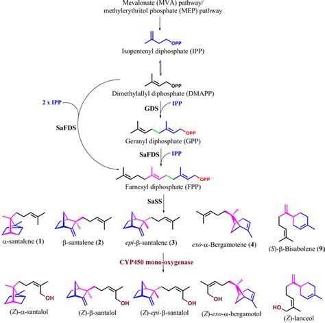 Schematic Representation Of Proposed Biosynthetic Pathway For